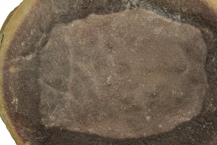 Fossil Jellyfish (Essexella) In Ironstone Pos/Neg - Illinois #262966